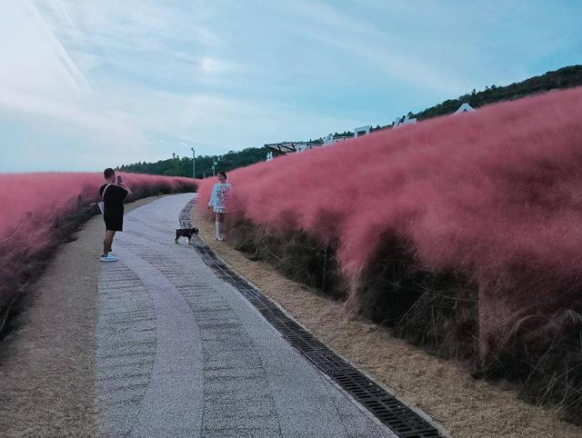 南京矿坑公园“粉黛花海”浪漫绽放