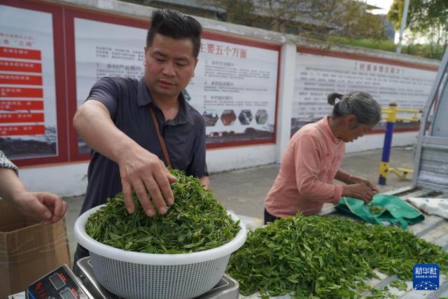 贵州石阡：“中国苔茶之乡”采茶忙