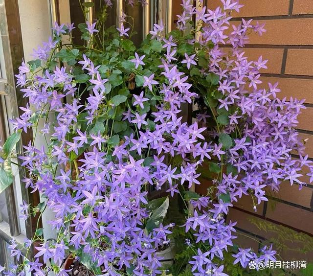 “逆袭”成功的一种花，从路边的野草，到蓝色系植物“天花板”