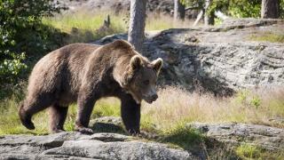 罗马尼亚一女孩被熊扔下120米悬崖：气绝身亡