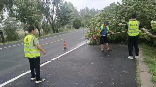 宁津公路分中心快速处置倒伏路树保道路畅通