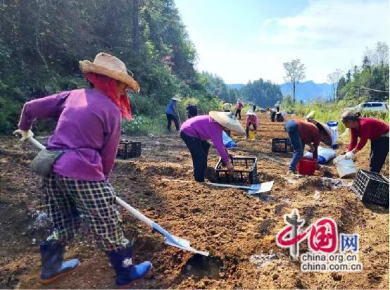 湖南花垣扩面种植200亩玉竹 加大支持力度