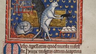 被剥皮、活烧、视为魔鬼，猫的中世纪噩梦