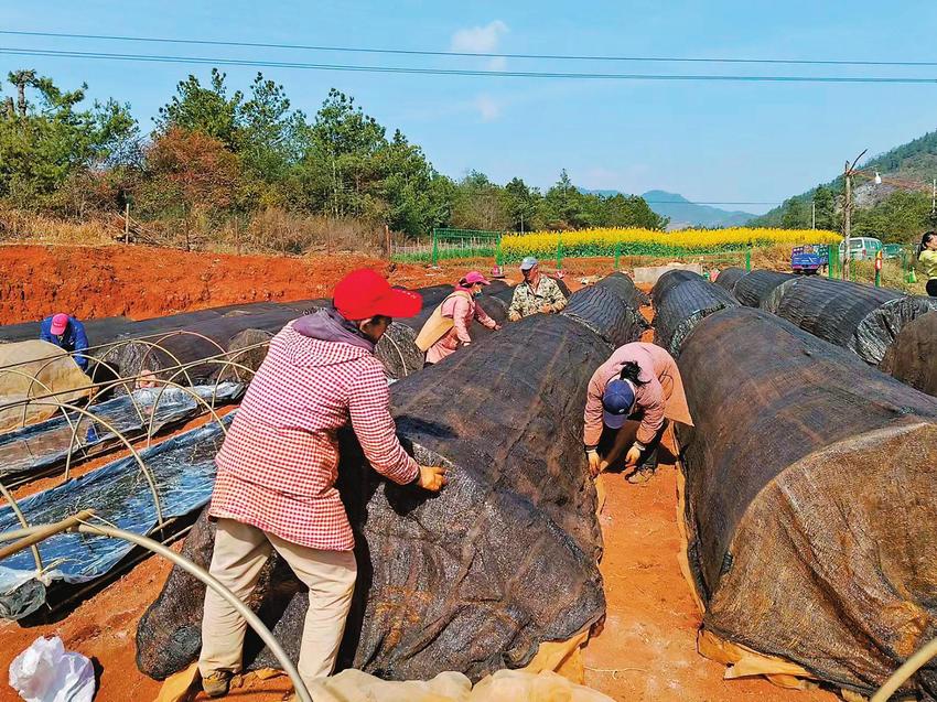 浦贝乡抓实烤烟育苗工作