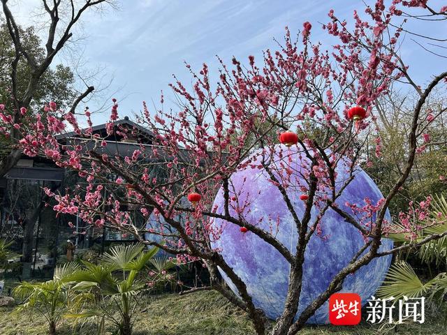 南京中山陵梅花盛放，游客用鼻子贴近梅花