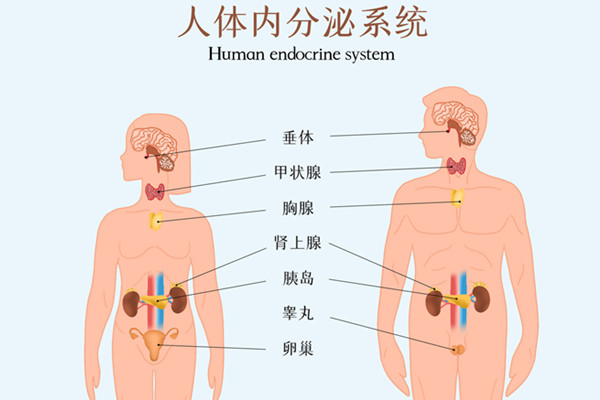 内分泌失调怎么解决