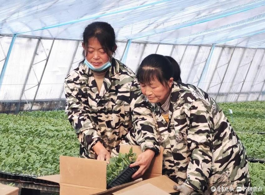 江北最大秋季番茄生产基地打造乡村振兴特色产业示范区