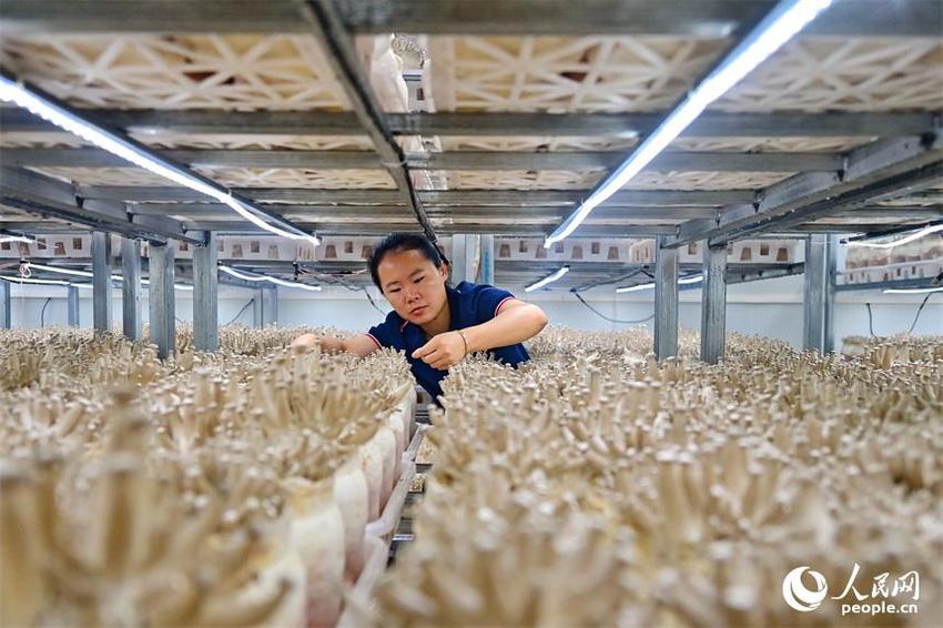 江西安远：食用菌上市供应足