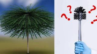 3.5亿年前的树长啥样？马桶刷的创意造型，灵感竟然来源于此？