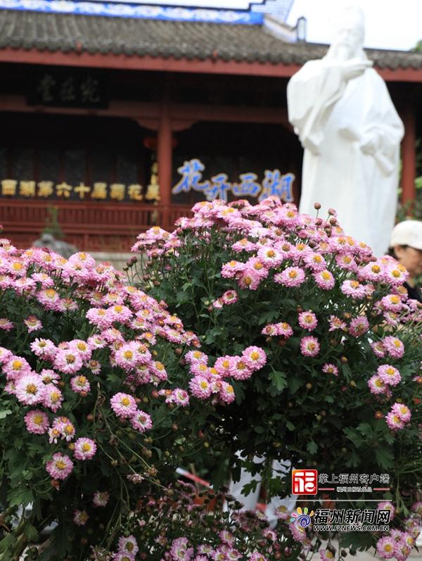 西湖菊展吸睛 超50万人次争睹菊展风采