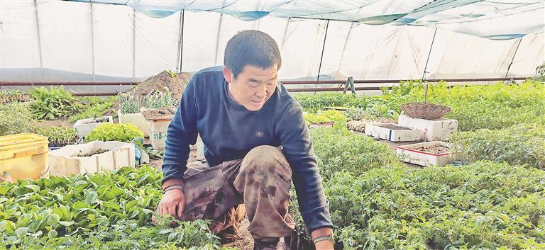 特色种植  丰菜篮鼓钱包