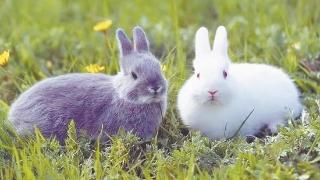 冬春季节谨防兔瘟病