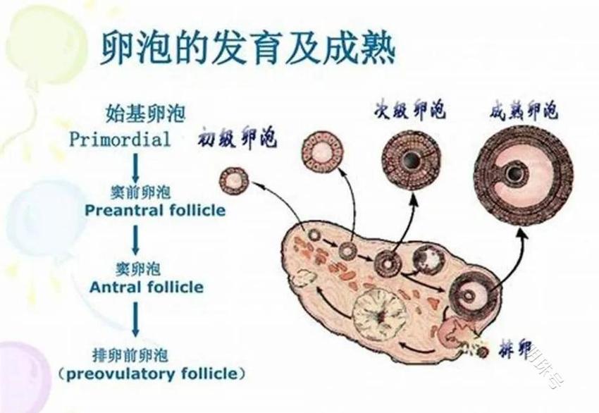 想要有“好孕”，只需一招帮你把卵泡养的又大又好