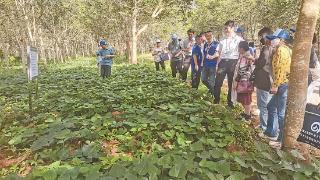 全国薇甘菊防控技术 交流现场会在德宏举行