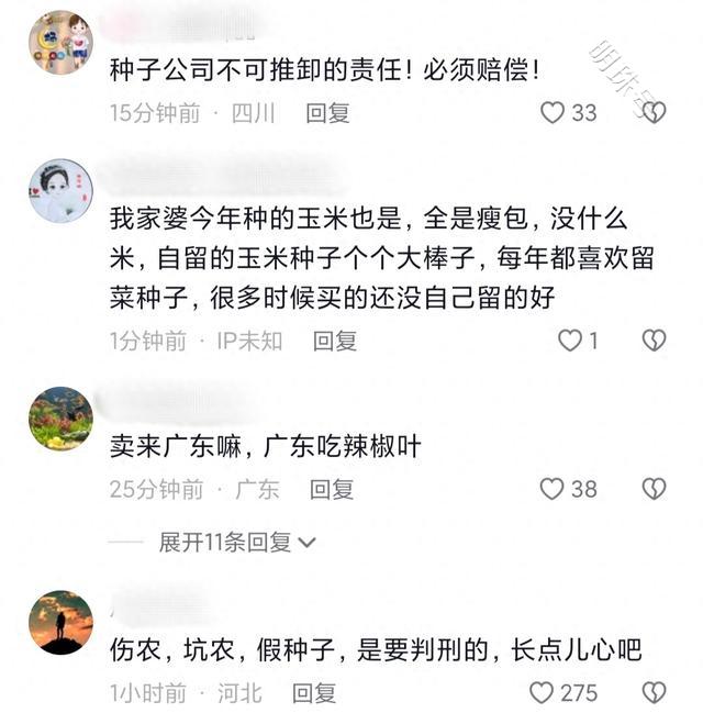 辣椒绝产崩溃：种子售卖点敷衍推诿，农户求赔偿无门