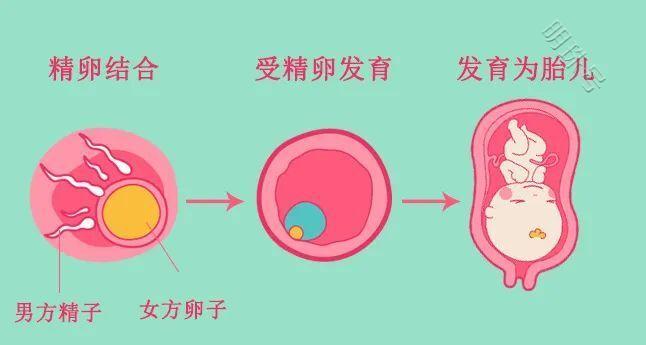 一个小小的卵子承载着生命的希望