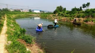 高淳固城街道漕塘村：河塘水草打捞，提升水域环境“颜值”