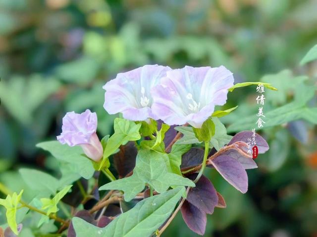 俗称‘打碗花’，又叫‘牙痛草’，胡萝卜素含量高，是白菜的20