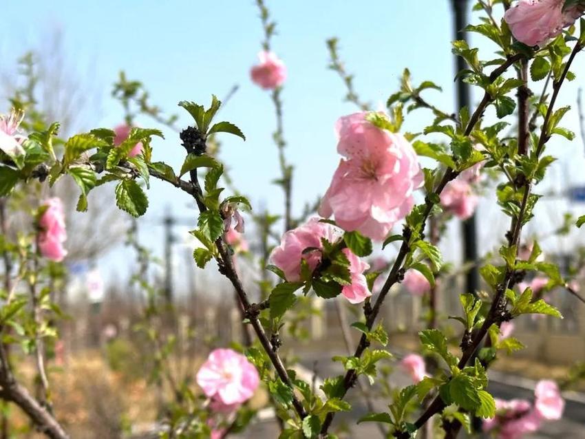 高新“校花”来啦，你Pick哪家？