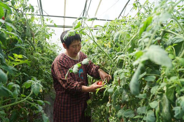 河北灵寿农户在蔬菜种植基地采摘黄瓜促增收致富