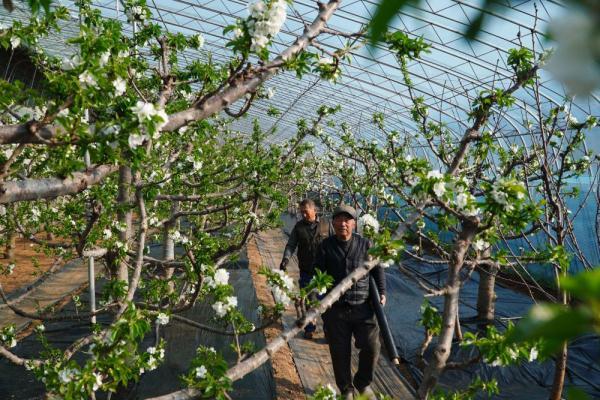 山东烟台：大棚樱桃开花忙