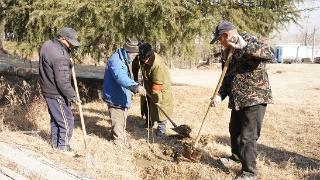 临沭县大兴镇：4300棵榛子树苗落户羽山