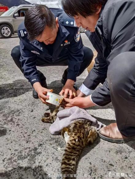 玉树歇武派出所救助一只受伤豹猫