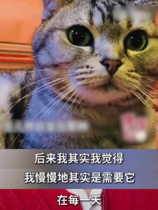 康辉追忆去世猫猫很温情，网友却频繁催生破坏气氛，你想说什么？