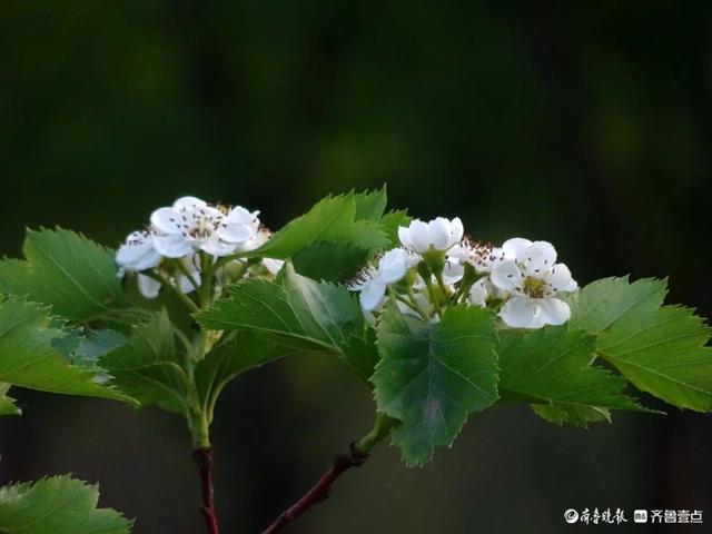 你见过山楂花吗？快来看看