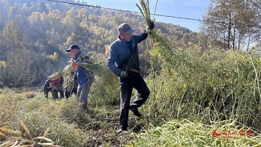 青海朔北：田间地头奏响富农强村“新乐章”