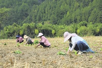 龙里：秋冬种如火如荼   “稻油轮作”促增收