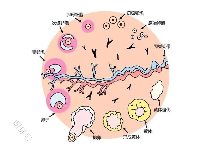 抗缪勒管激素（AMH）有哪些临床意义？