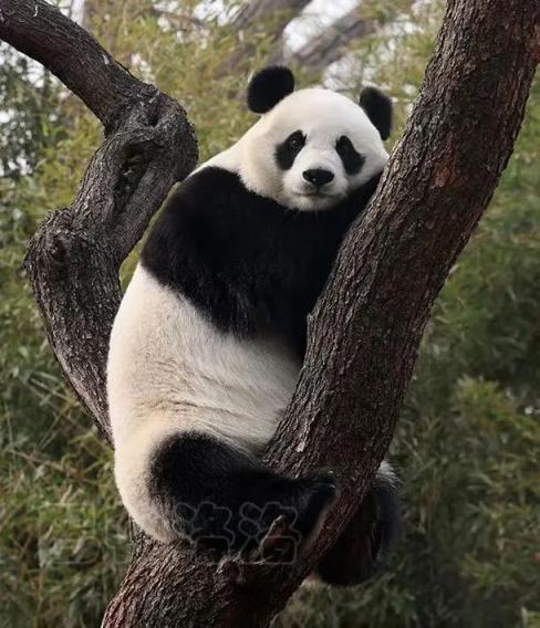 北京动物园大熊猫宝宝的生日