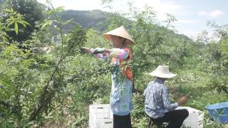 关岭5.8万亩花椒喜获丰收 奏响乡村振兴“椒”响曲