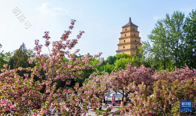 春至长安：花开一日看不尽