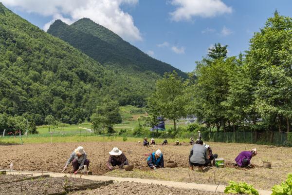 重庆巫溪县兰英乡贝母种植基地助力乡村振兴