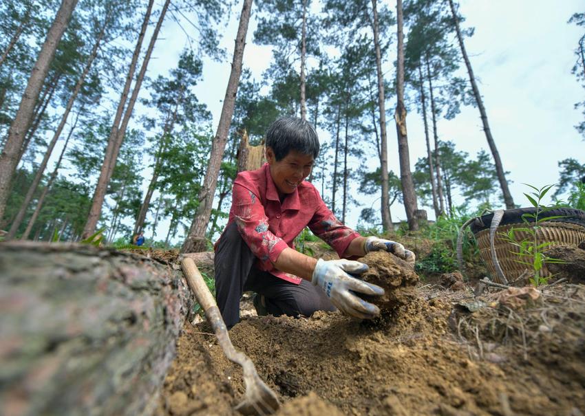 余庆6000余亩茯苓喜获丰收 预计产值达3600多万元