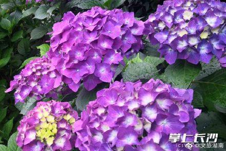 省植物园3万株绣球花盛开