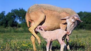 母羊难产的主要原因有哪些？母羊难产是怎么回事？这些情况要重视