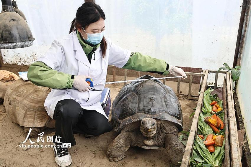 江苏南通：野生动物体检忙