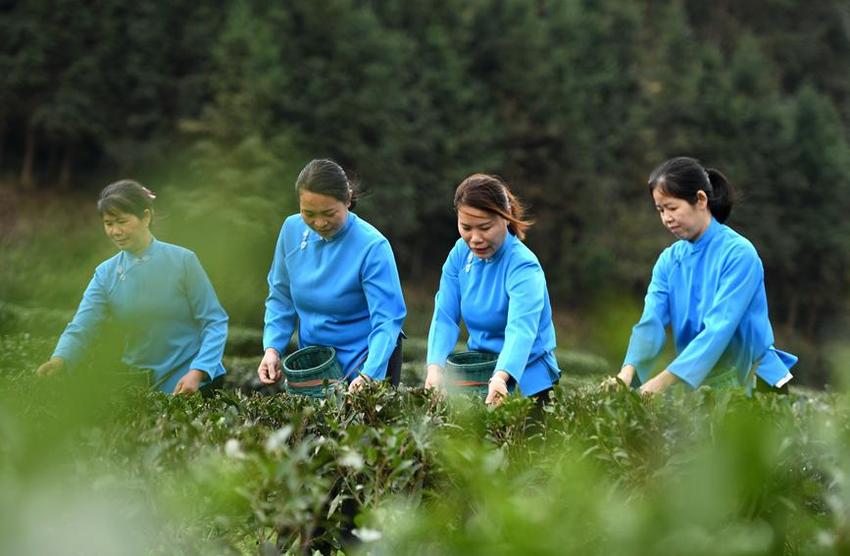 广西龙胜：抢抓时节采春茶