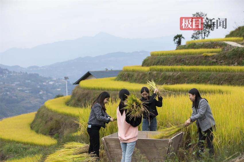 湖北秭归：高山水稻“丰”景如画