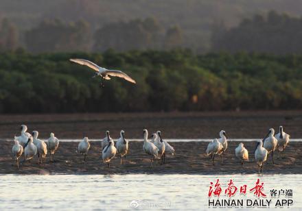 海南越冬黑脸琵鹭数量破200只