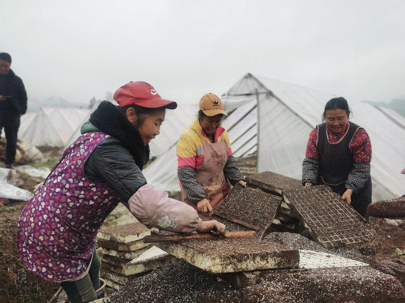 习水：春耕正当时 万亩烤烟育苗忙