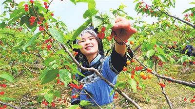 一树樱桃带雨红 甜蜜产业促振兴