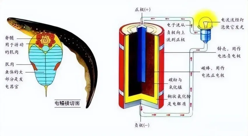 电鳗大战鳄鱼，鳄鱼瞬间浑身抽搐而死！这么高电压能用于新能源吗