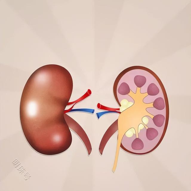 尿毒症的早期症状都有哪些呢？一文科普下