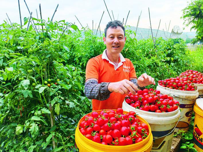 “小菜园”实现大增收