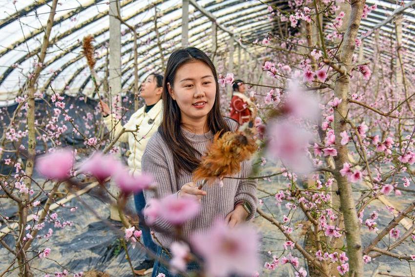 安徽砀山：桃树开花美 果农春管忙