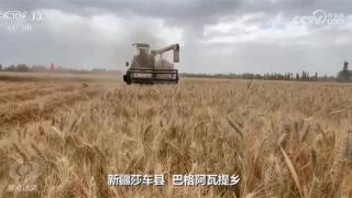 小麦种质资源的创新